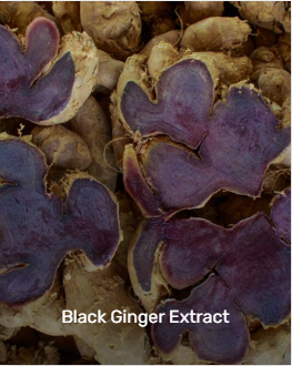 black ginger extract