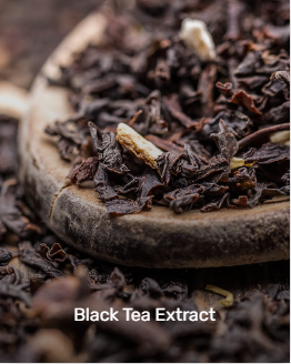 black tea extract