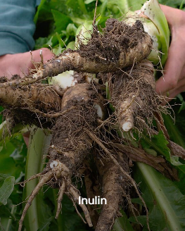 inulin